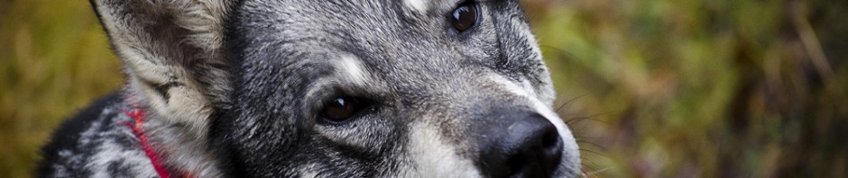 Om varg i verkligheten och på pappret