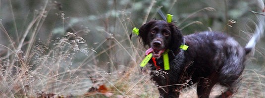 Gå i ditt koppel eller dö, de bryr sig inte