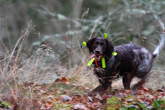 Wachtel i full fart under jakt. Foto: NIklas Liljebäck