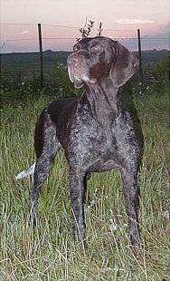 Ella. Foto: Madeleine Lewander