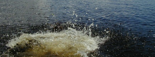 Plums i rovdjursbaljan