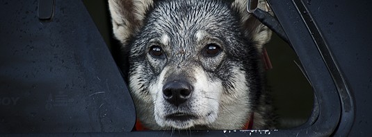 Tio tips för att bli hedersmedlem i en titta-på-naturen-helst-på-teve-förening