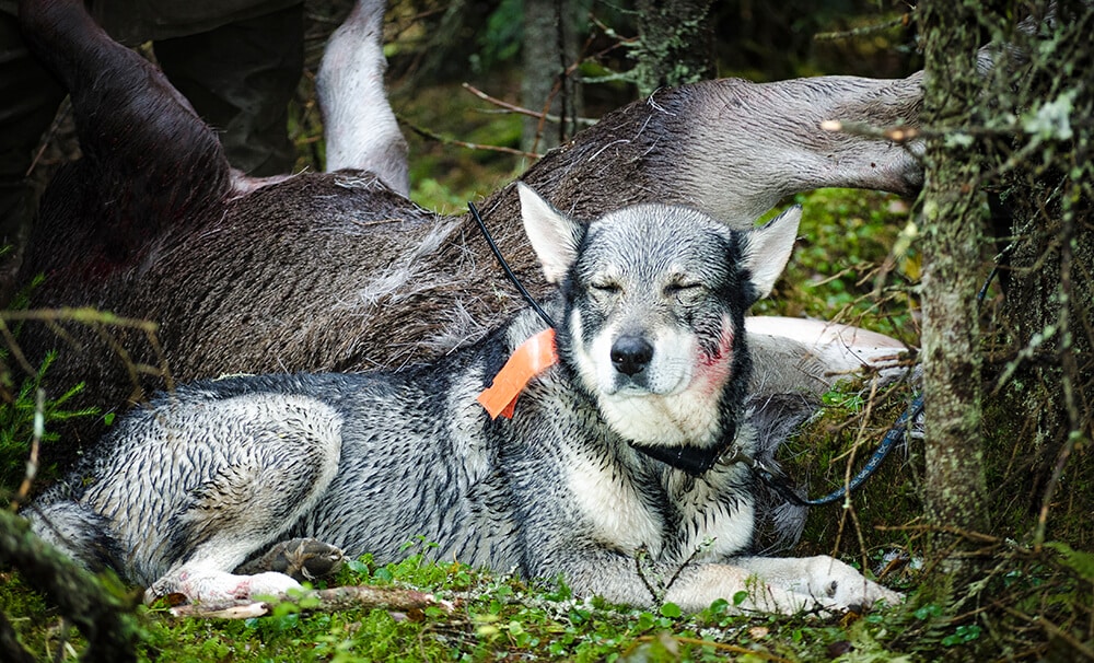 Skit eller av med hatten – en listning runt jakten