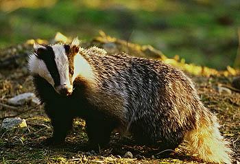 Grävling. Foto: Kenneth Johansson