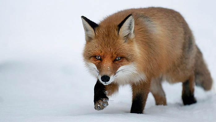 Räv och grävling – det är jägarna som bryr sig