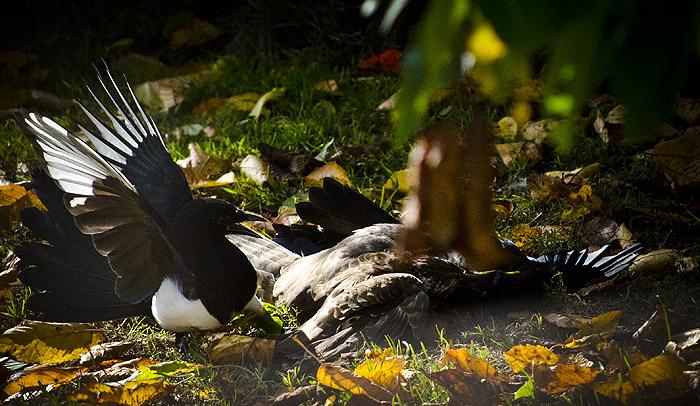 2skata_sph130926_700