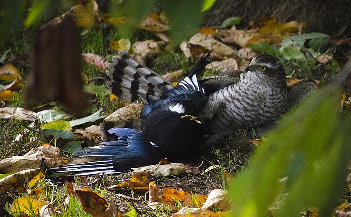 4skata_sph130926_700