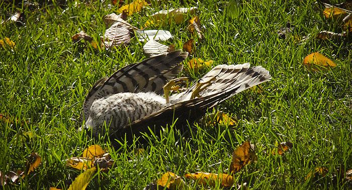 7skata_sph130926_700