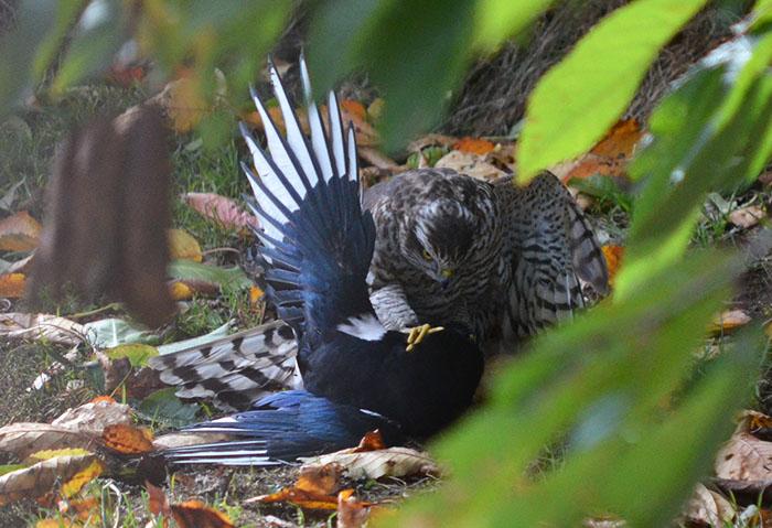 Ibland går inte jakten som förväntat
