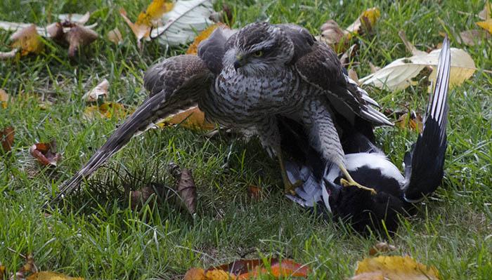 Sparvhöken tröttnar.