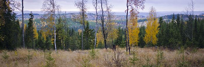 Okej att lämna hunden i skogen att dö?