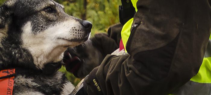 Varför får inte jägarna sörja?