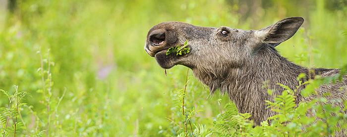 Familjeterapi med Skogsstyrelsen
