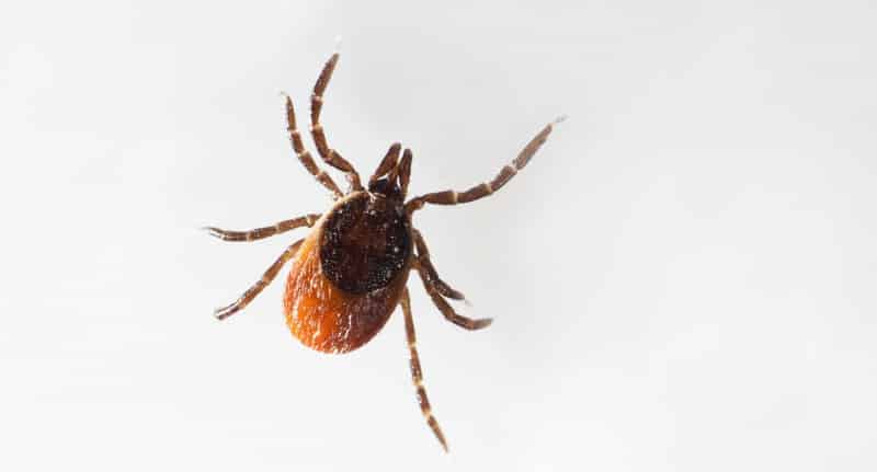 Fuck fästingarna – ett år efteråt…