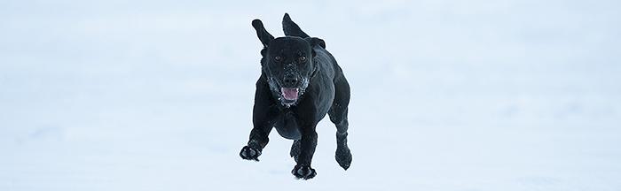 Varför måste jag bevisa att min hund är lycklig?