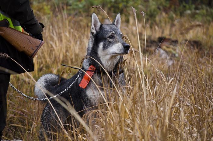 Upp och nervänd hund, dovhjort eller varg?