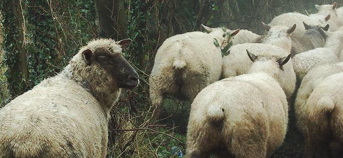 Blunda, grilla fläskkotletten och pussa en varg