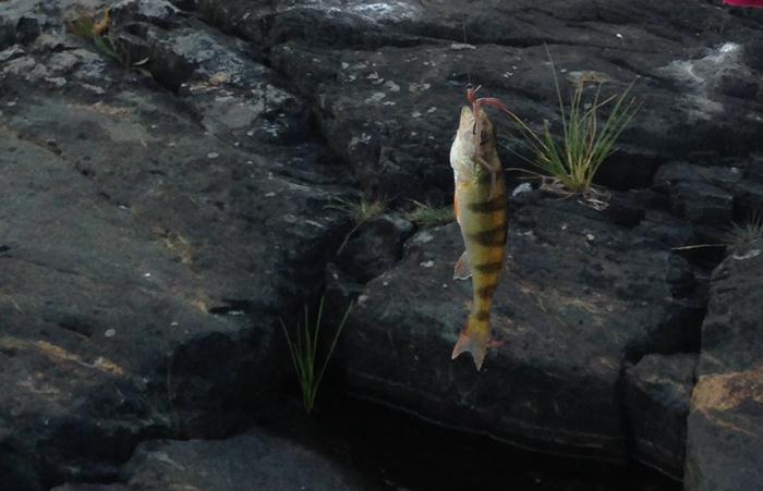 Den lilla döda abborren som blev stor