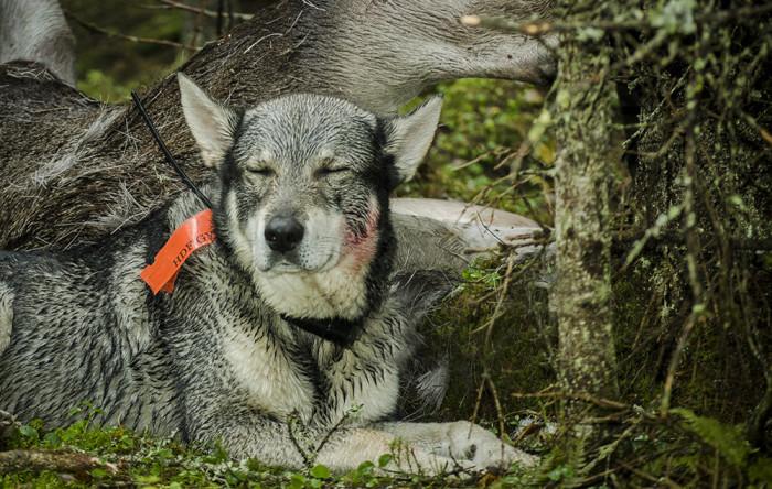 Älgjakt. Jämthund vid fälld älg. 