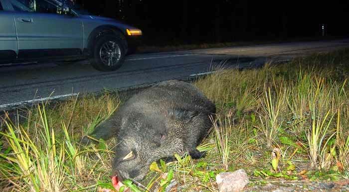 Han överlevde björnen men dränks i cyberloskor