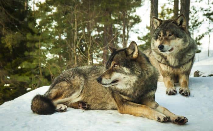 Vem frågade vargarna?