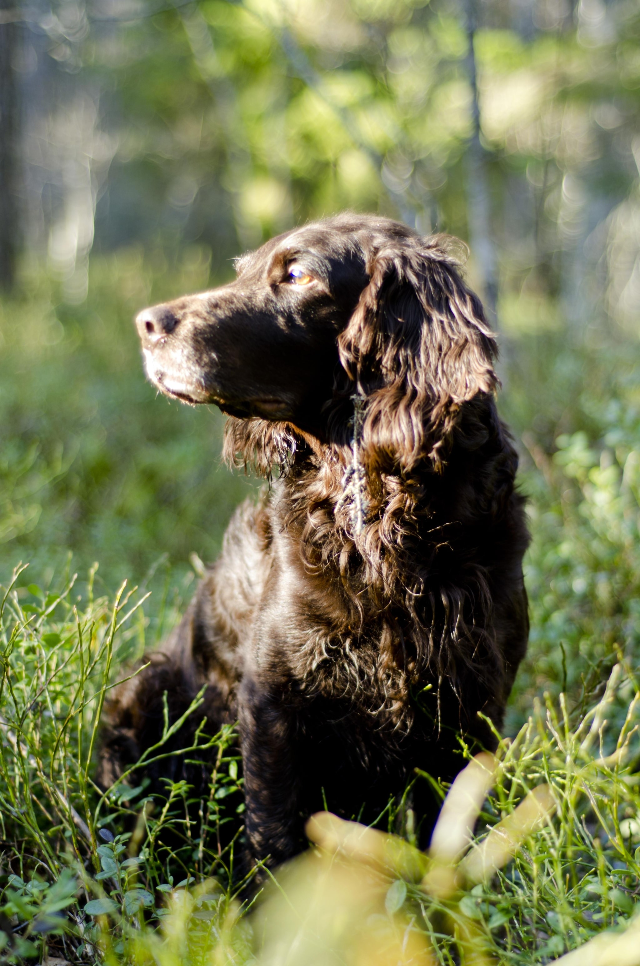 Svarta M, småbarnsmamma och jägare – hämnden