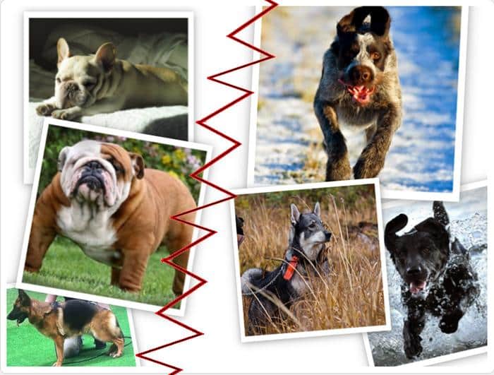 Sunda hundar – jägarna är bäst!