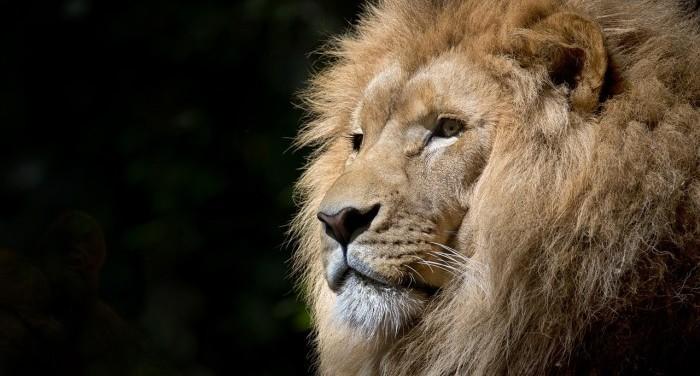 Nyansering av jakten i TV4 ikväll?