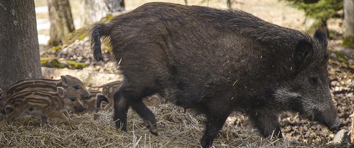 Så här behandlar man inte vildsvin!