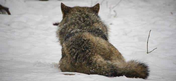 Juridikträsket 2.0 – nu sjunker vargarna också