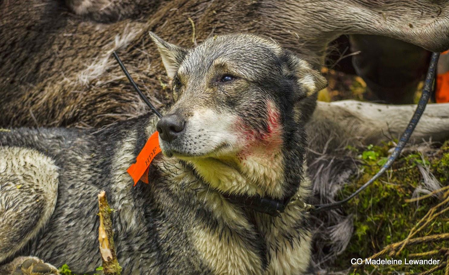 Låt dem inte släcka glöden i din hunds ögon
