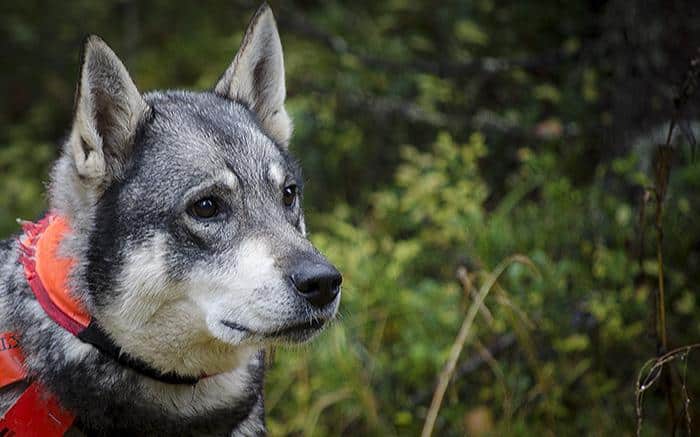 Fluffstatistik som förminskar löshundsjaktens problem