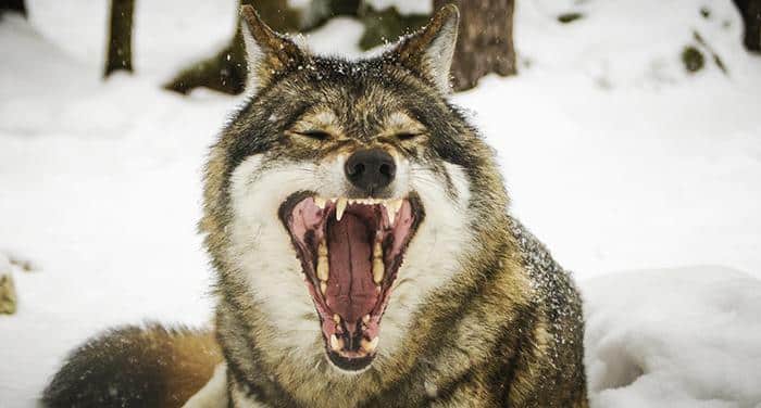 Arga knytnävar mot jägarna i osaklig artikel