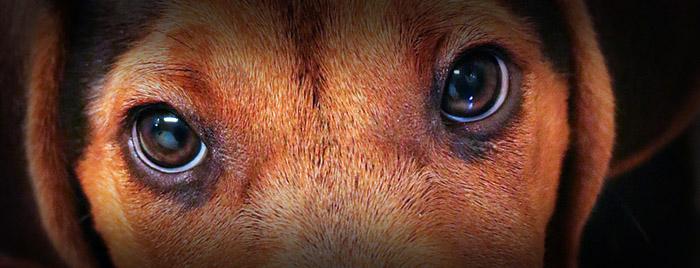 Aktivister skrämmer stövartik – way to go puckon!