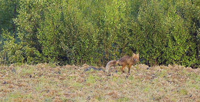 Om tjuvjägarna vore bajs skulle vi hitta allihop