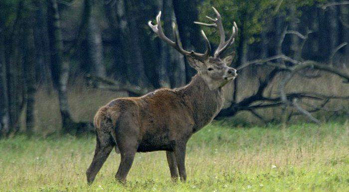 Att känna igen en älg – en självklarhet?
