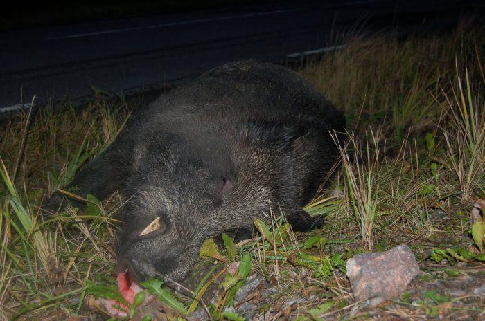 Jägarna betalar – hur svårt kan det vara att fatta?