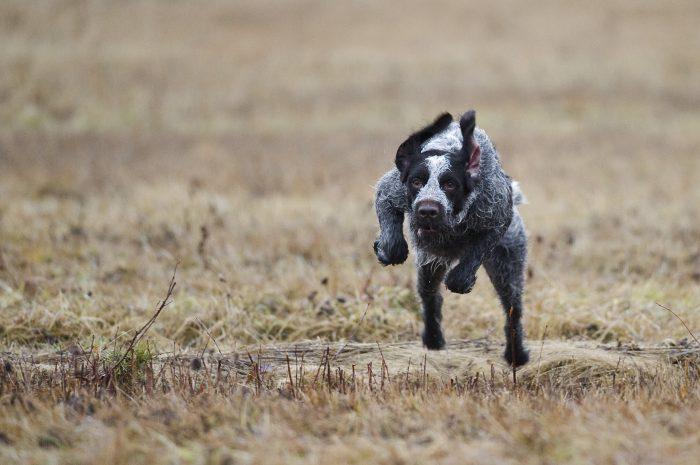 Ska jaktsabotörer kommentera?