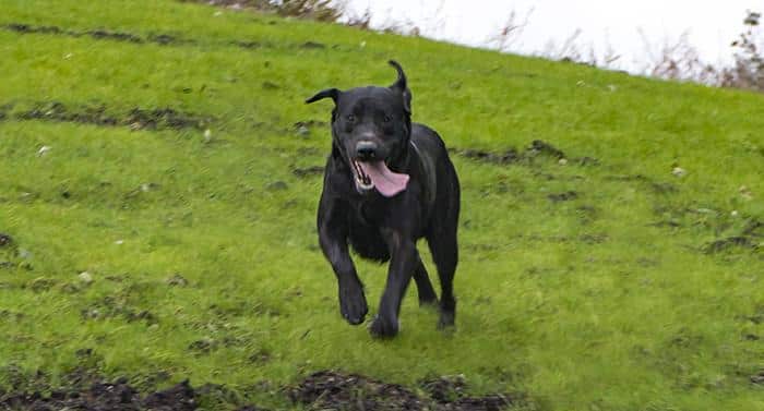 Vi slutar aldrig jaga med våra hundar!