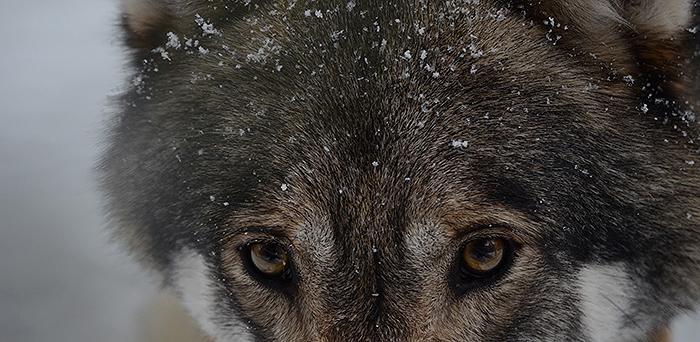 Journalister med egen vargagenda?