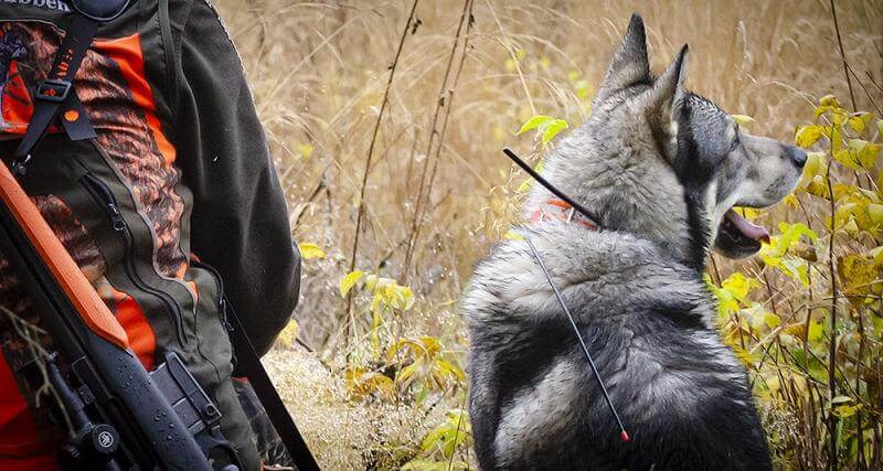 Därför räknas inte jägarnas berättelser om vargangrepp