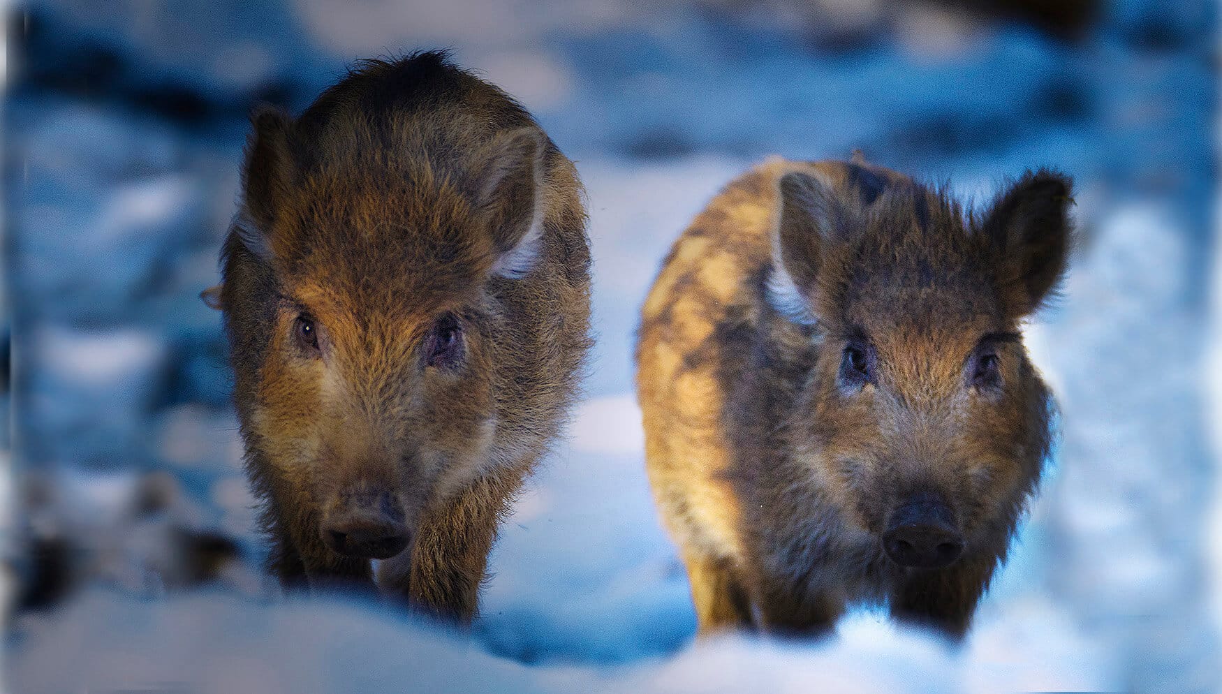 Att inte se vildsvinen för all ohyra