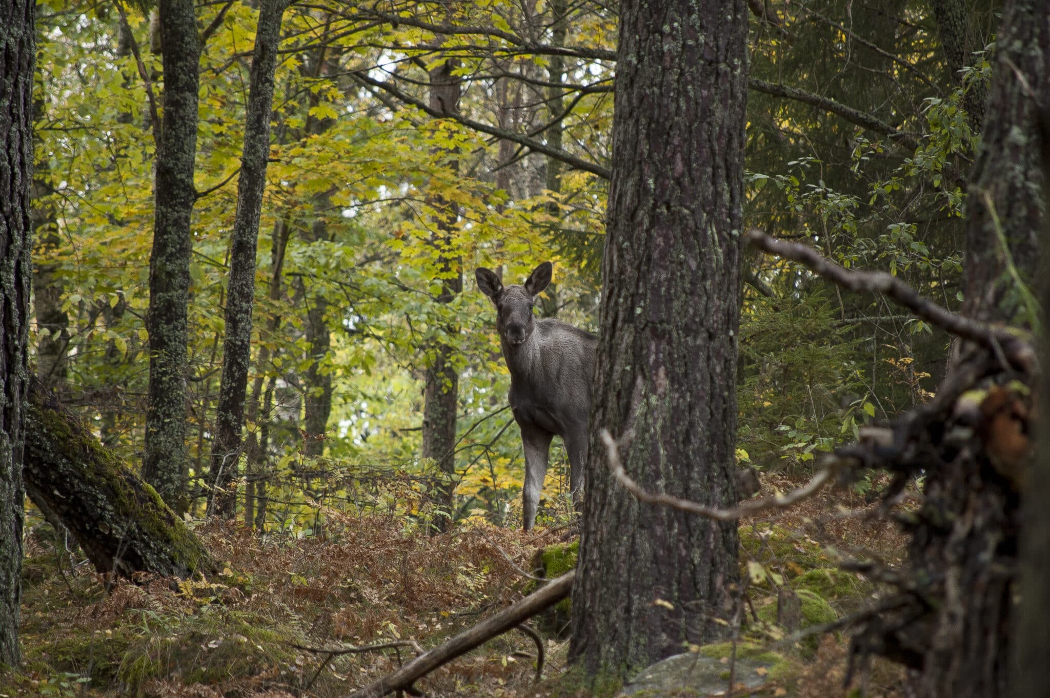 Nu svälter älgarna i Haparanda ihjäl – är det så jaktmotståndarna vill ha det?