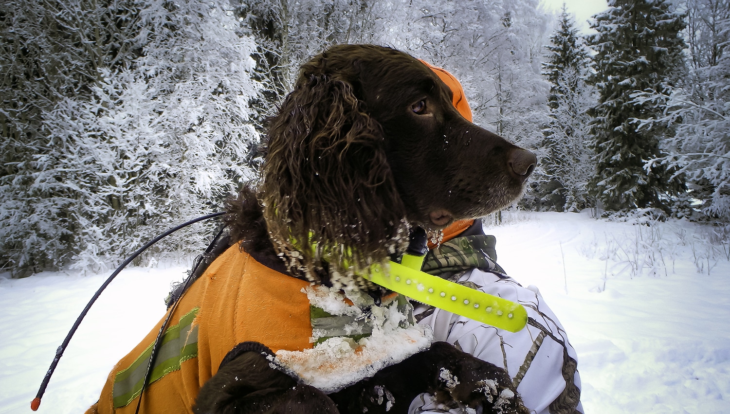 Nej, det går inte att kompromissa om vargen