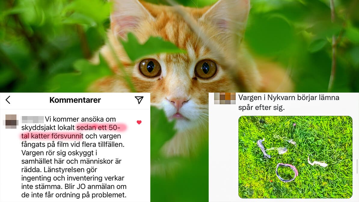 ”Vi har inte en enda katt kvar i byn – vargen har tagit varenda en”