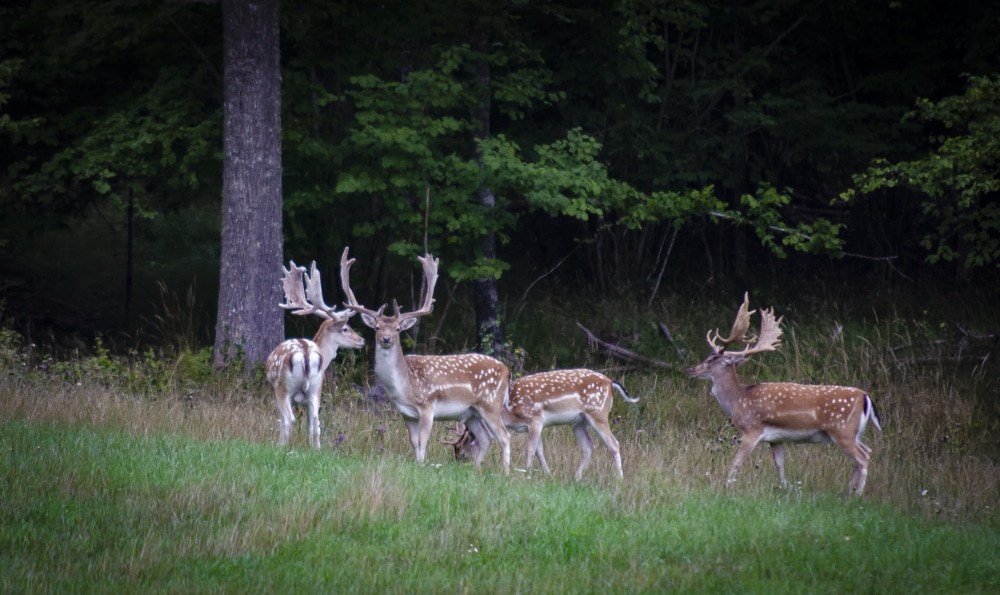Förklädd humor på SVT var antijaktpropaganda