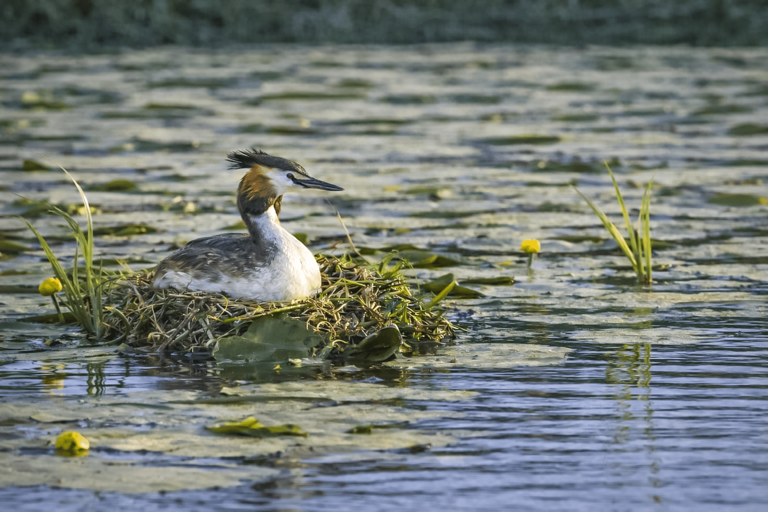 Jägarna skapar tusentals våtmarker utan att stoppa en enda bil
