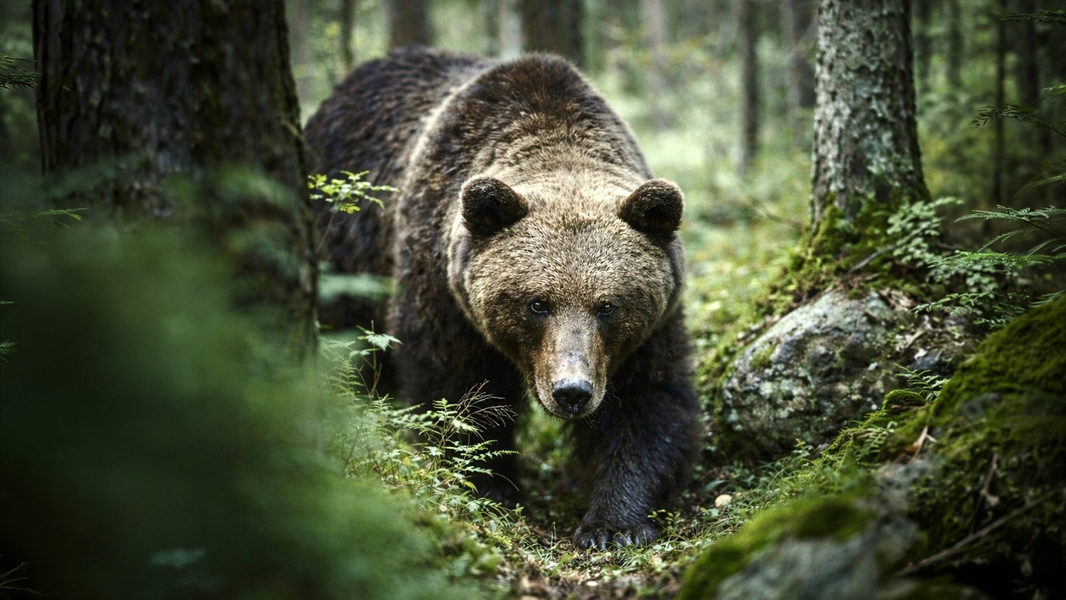 Till dig som hånar de skadade efter björnattacken