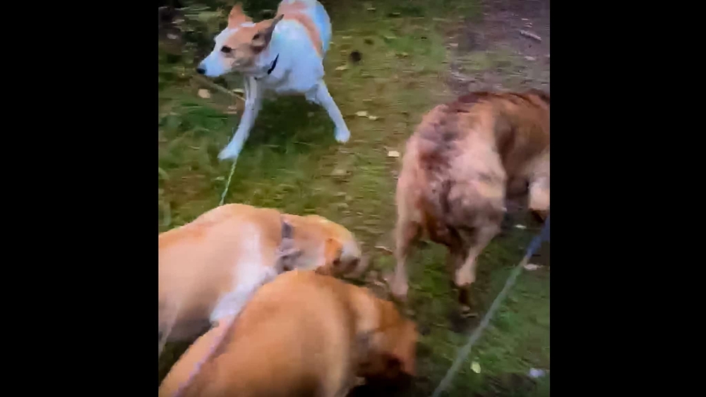 Är det så här vi ska ha det med vargen?