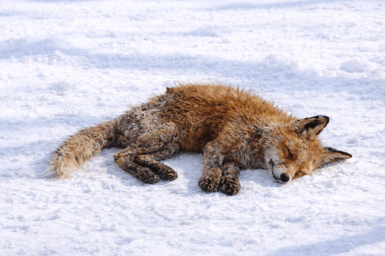 Jägarna käkar inte räv – vi förvaltar den